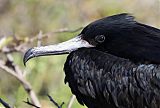 Magnificent Frigatebird